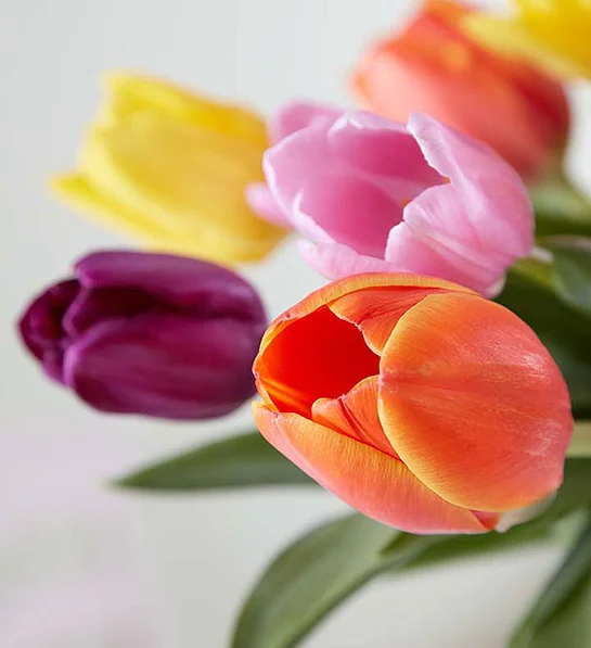 Assorted Tulip Bouquet - Image 4